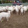 78 Fine wool Merino Ewes 2 years old