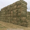 Premium Clover/Ryegrass Pasture Hay 8x4x3 Bales
