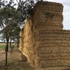 Barley Straw 