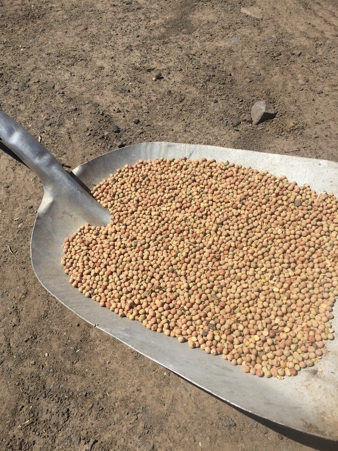 50mt Kaspa Peas 