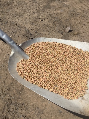 50mt Kaspa Peas 