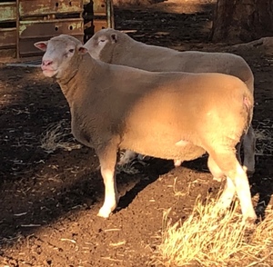 3 x Pole Dorset Rams For Sale - sold as one lot