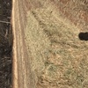 Barley hay 8x4x3