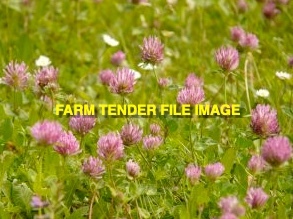 USA Red Clover