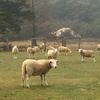 Wiltipoll Maiden Ewes 10mths