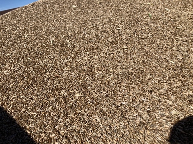 Forage Cereal Rye Seed