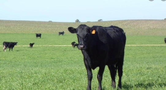 WANTED Agistment or Lease