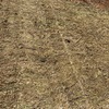 2020 Vetch Hay 700-730kg 8x4x3 Bales