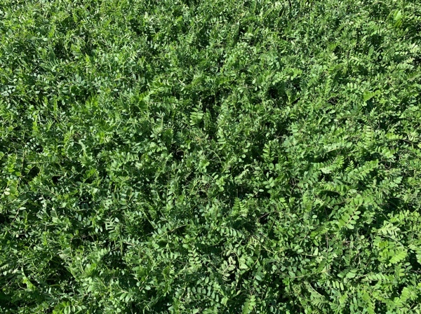 EOI New Season Hay. Vetch & Cereal. 