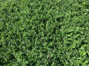 EOI New Season Hay. Vetch & Cereal.