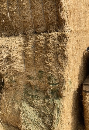  Lucerne Hay Small Bales in Baron Packs of 21 (New Season