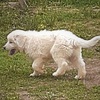 Maremma puppies for sale
