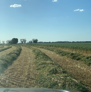 Oat Hay - Approximately 300 Rolls - SOLD BY THE ROLL