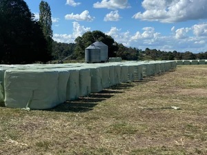 Sorghum Silage For Sale