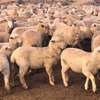 *330 Merino Ewes with 480 White Suffolk Lambs*