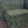 Oat silage 