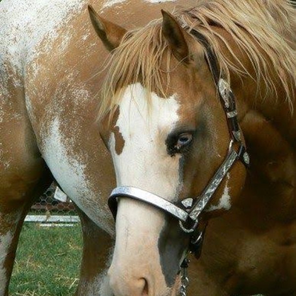 cayuse total outrage