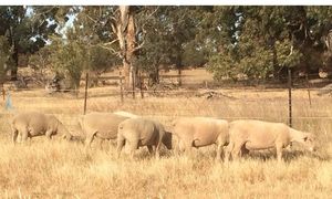 ELM Southdowns quality flock rams for sale