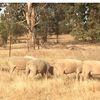 ELM Southdowns quality flock rams for sale