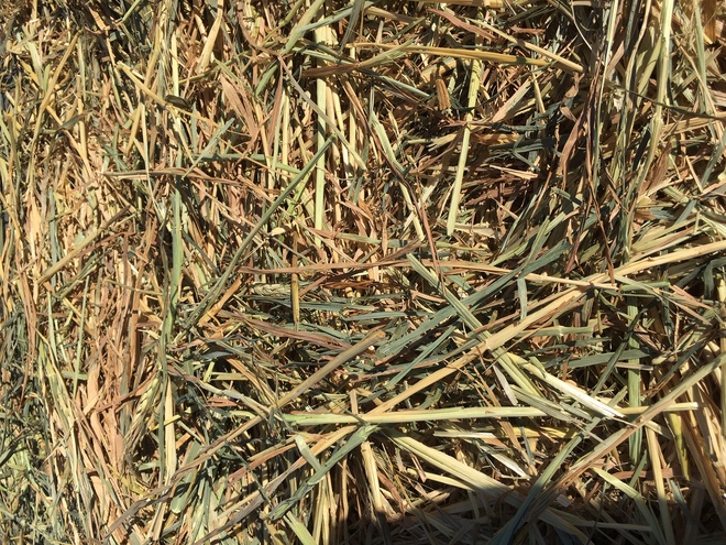 Wheaten Hay Round Bales