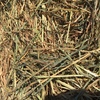 Wheaten Hay Round Bales