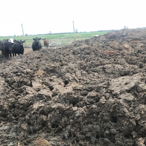 Cow Manure