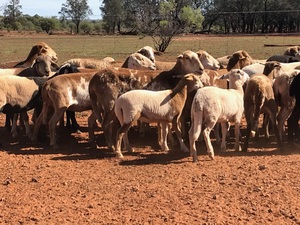 Damara Dorper x for sale