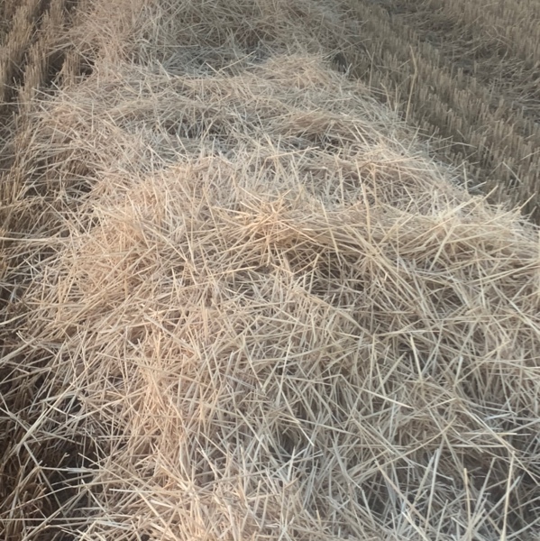 200mt Wheaten Straw 400kg 8x4x3 Bales