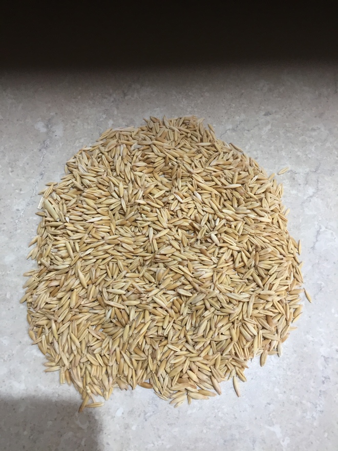 Matika Oats   6 mt