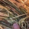 Wheaten Hay Rolls For Sale Ex Farm or Can Freight
