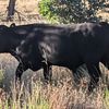 Angus Bull Sale