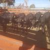 6 Angus Heifers ready to Join 