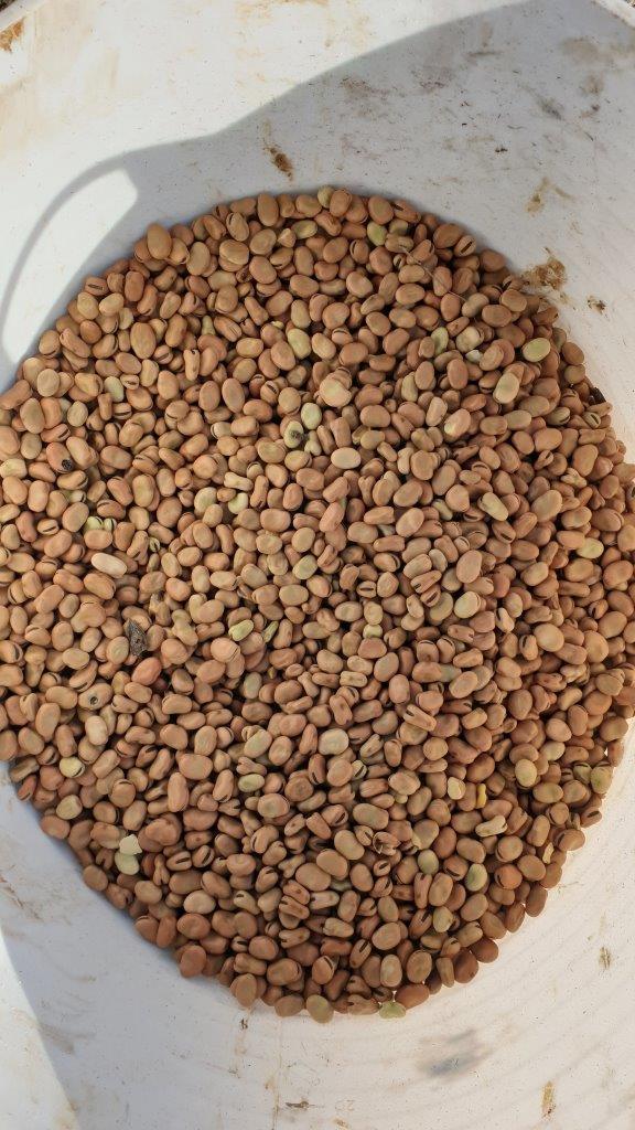 30-35mt Samira Beans