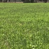 Cover Crop Grain Mixes