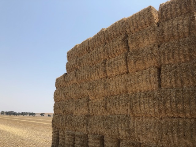 Under Auction - Wheaten Straw 104 - 8x4x3 Bales approx 480 kgs - Sold by the ton