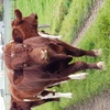 Maine Anjou Full French