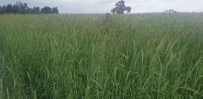 10mt Forage Cereal Rye