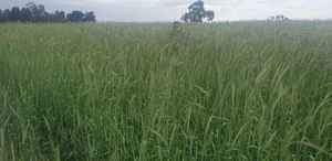 10mt Forage Cereal Rye