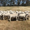 Aussie White Rams