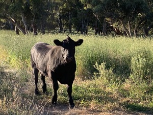 Angus Steer
