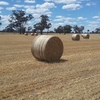 860 x Wheaten Hay 5x4 Rolls 