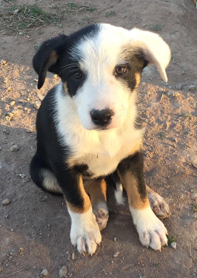 Kelpie x Border Collie pups 