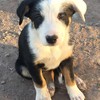 Kelpie x Border Collie pups 