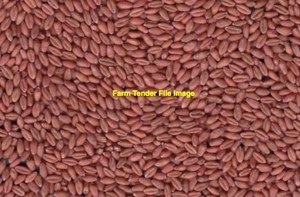 Wedgetail Wheat Seed For Sale