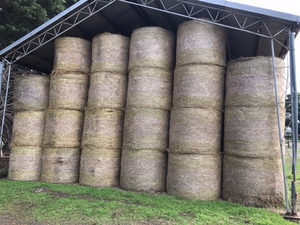 Ryegrass Hay
