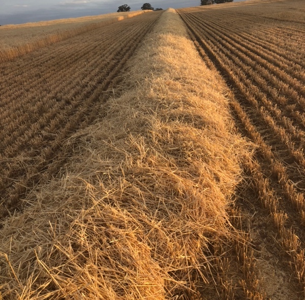 barley straw
