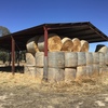 49 5x4 Round Bales of Irrigated Pasture Hay