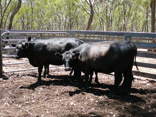 Angus heifers