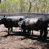 Angus heifers