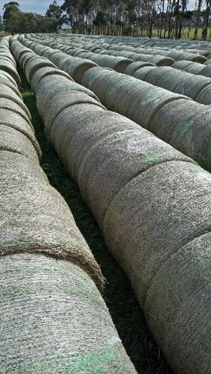 Rye Grass Hay Clearance